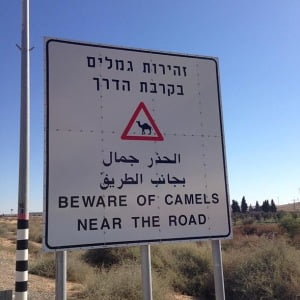 Israel Ride Camels